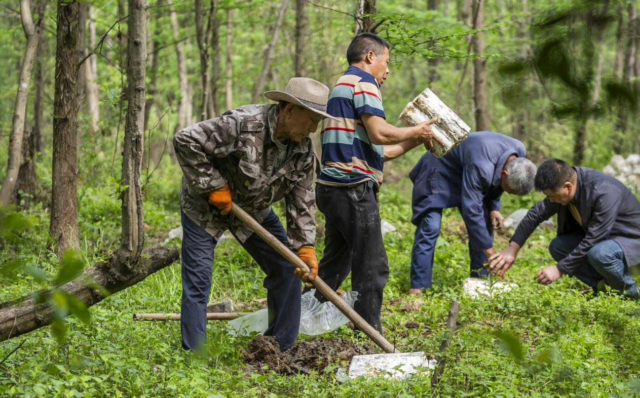 2025年4月16日，江西新余，仙女湖區(qū)河下鎮(zhèn)花園村林場(chǎng)，人們正在搬運(yùn)、栽植靈芝菌棒。
