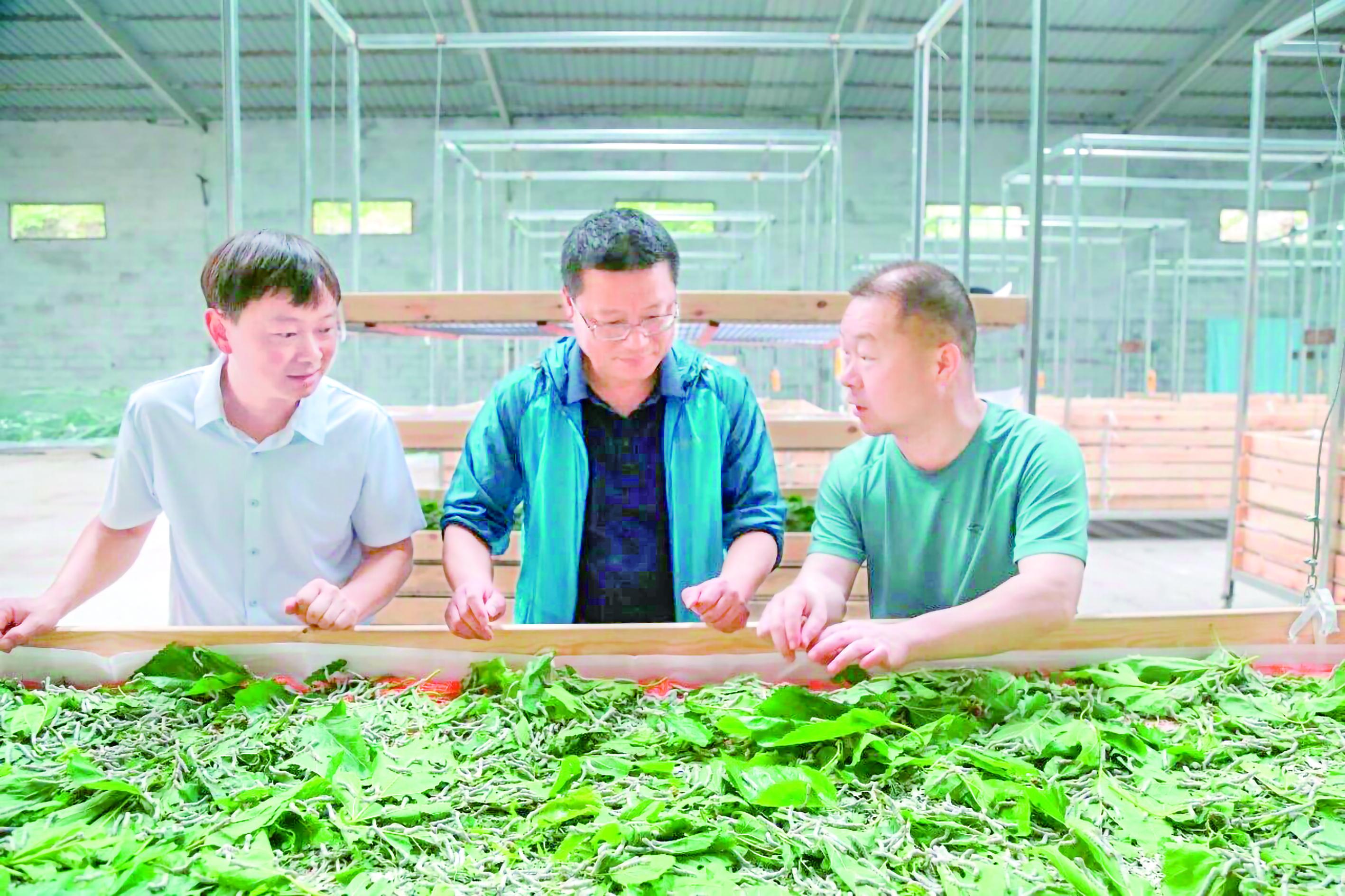 農(nóng)業(yè)部門技術(shù)人員仔細查看蠶苗進食與生長狀態(tài) 柯賢芳 攝